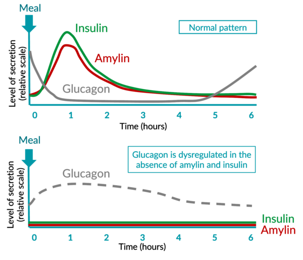 Schematic representation of the secretion pattern of key metabolic hormones around mealtime: insulin, amylin and glucagon.​